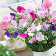 Sweet Pea Seeds (Lathyrus odoratus) for a fresh homegrown crop from the Flower Bed
