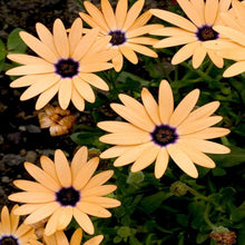 Orange Osteospermum Seeds (Osteospermum ecklonis) for sweet homegrown fruit in the colorful flower beds and balcony pots