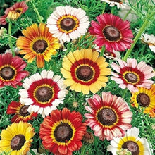 Chrysanthemum Chrysanthemum Seeds (Morifolium multicolor) for a lasting display in the backyard gardening and home garden beds