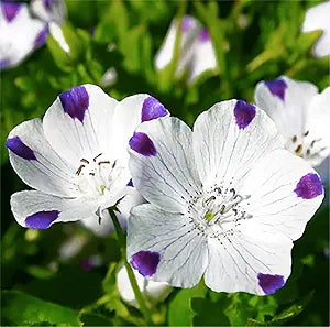 Five Spot Nemophila maculata flower seeds for planting in backyard garden beds or spring flower mixes - for planting in home garden