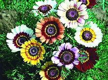 Daisy Chrysanthemum carinatum Rainbow flower seeds for planting in backyard garden or borders - for planting in home garden