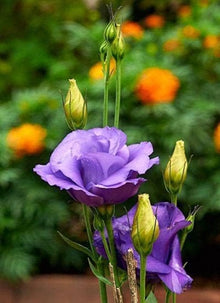 Lisianthus Eustoma Grandiflorum Blue Echo Seeds grown for backyard Cut Flowers