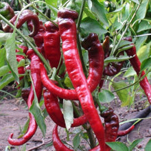 Jimmy Nardello Paprika Sweet Red Italian Capsicum Annuum Samen Seeds for growers seeking a long-blooming display