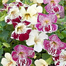 Mimulus Monkey Flower White - for planting in home garden
