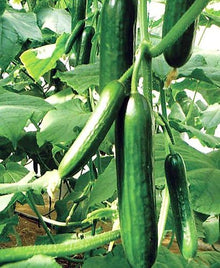 Cucumber Seeds for growers stocking a kitchen garden