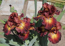 Bearded Iris Iris Germanica Seeds for a colorful addition to any planting
