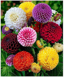 Dahlia Seeds for a lasting display in the DIY Garden & Wholesale Shipping