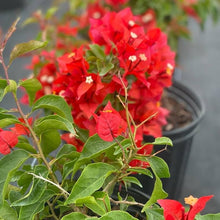 Red Bougainvillea Spectabilis Flower Seeds et  Ornamental Garden Plant Garden Plant Seeds