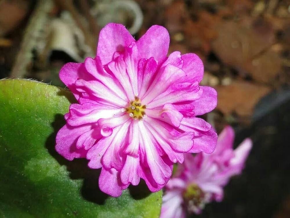 Alpine Seeds for seasonal color across the Alpine rock garden