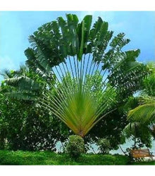 Sabal Small Plant Seeds for reliable seasonal color