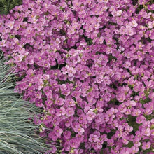 Rock Cress Seeds for reliable seasonal color