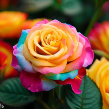 Holland Rose Rosa Hybrida Flower Seeds for Planting in Backyard Gardening and Perennial Flower Beds - for planting in home garden