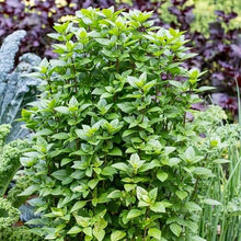 Basil Licorice Plants for cooks growing their own fresh herbs
