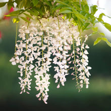 Wisteria Bonsai Seeds (Wisteria sinensis) for a lasting addition to the Indoor Flower Bed