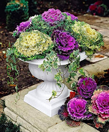 Kale Seeds (Brassica oleracea) for growers stocking the Potted Flower Beds