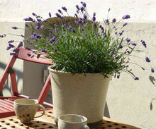 Yellow Lavender seeds for ornamental and herb gardening