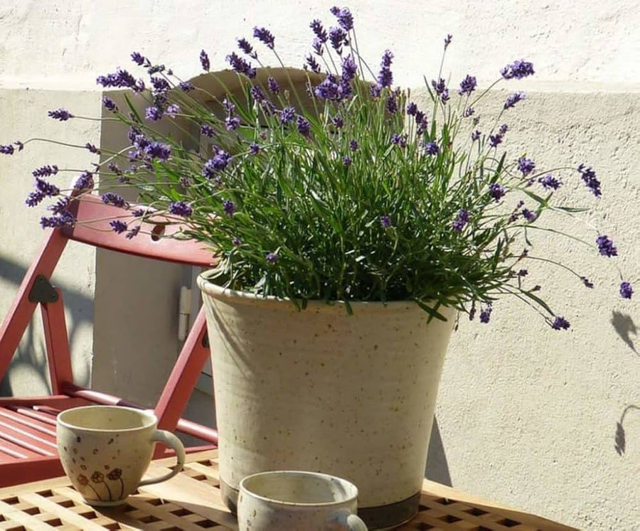 Yellow Lavender seeds for ornamental and herb gardening