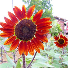 Red sun sunflower  Helianthus annuus  brown seed for planting in garden beds