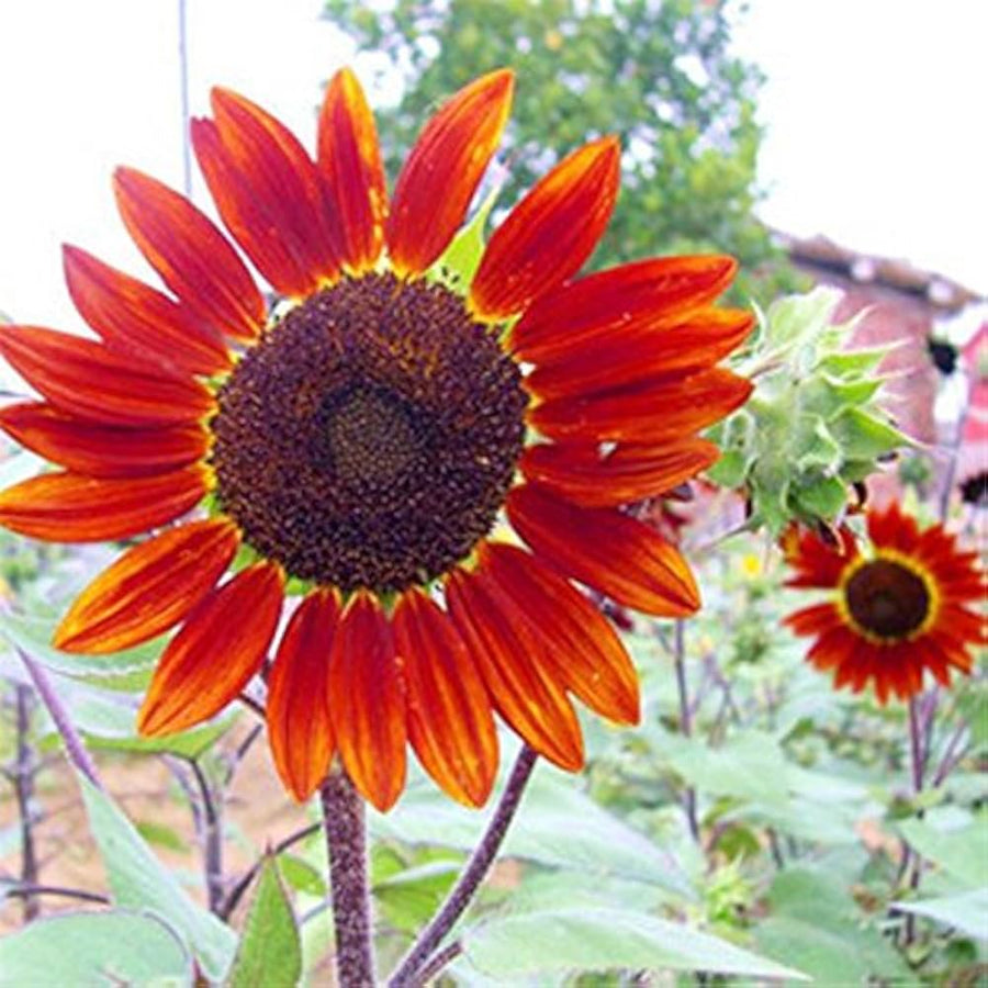 Red sun sunflower  Helianthus annuus  brown seed for planting in garden beds