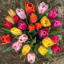 Tulip Seeds (Tulipa spp.) for seasonal color across the Flower Bed & Garden