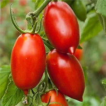 Super (Italienisch Tomato Solanum lycopersicum paste vegetable) for planting in garden