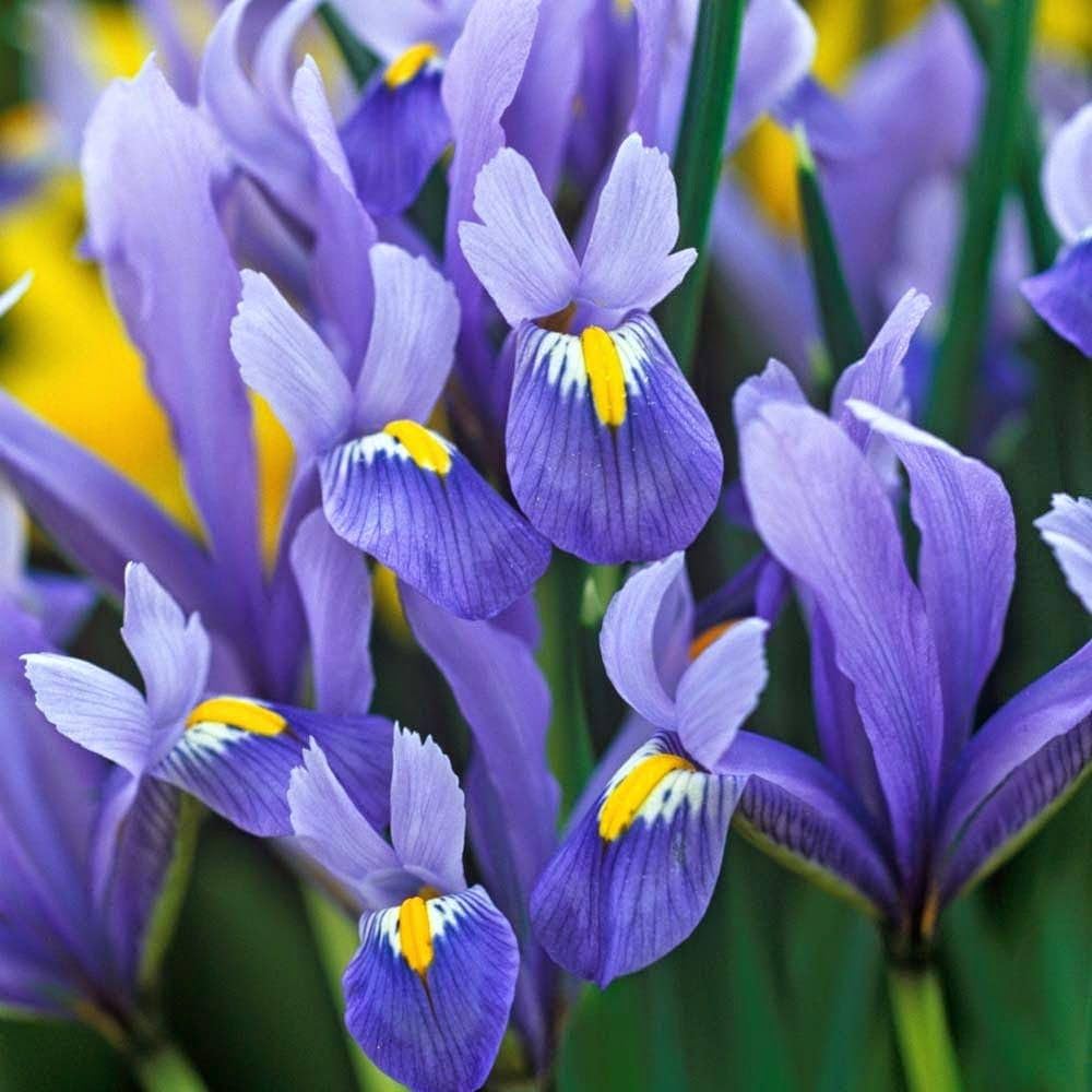 Iris Iris germanica flower seeds for planting in home garden flower beds and containers - for planting in home garden