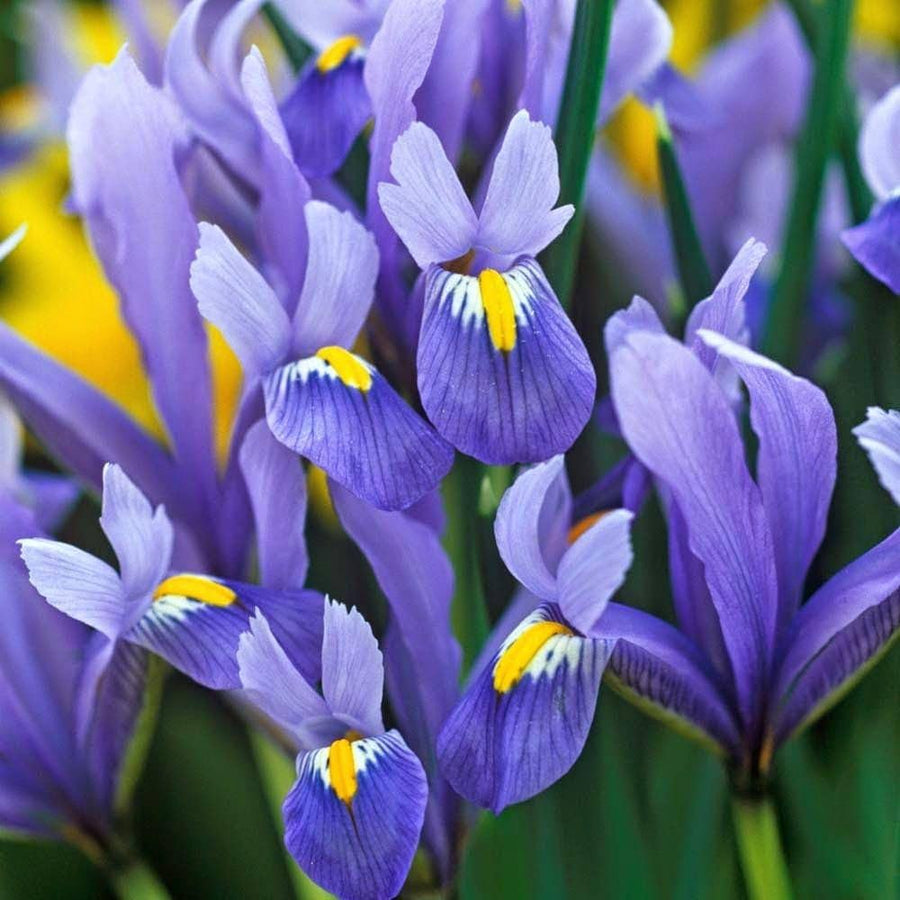 Iris Iris germanica flower seeds for planting in home garden flower beds and containers - for planting in home garden