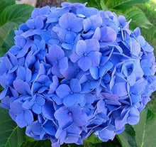 Blue Hydrangea Macrophylla Seeds for fast cover along a fence or wall