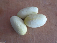 Miniature White Cucumber Seeds for a productive addition to the vegetable patch