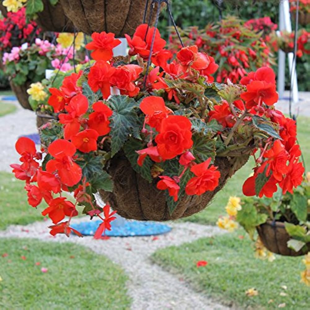 Begonia Seeds (Begonia semperflorens) for a lasting display in the indoor pots