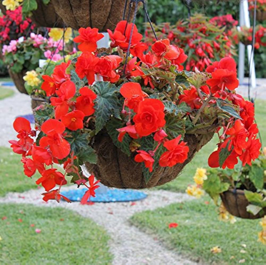 Begonia Seeds (Begonia semperflorens) for a lasting display in the indoor pots