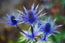 Eryngium Plant Seeds (Eryngium spp.) for colorful blooms in the Flower Urban Garden