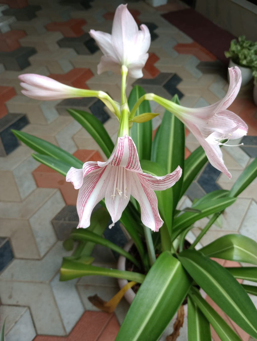 Yellow Sunrise Amaryllis Hippeastrum for planting in flower bed