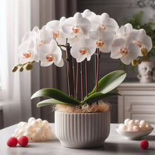 Hydroponic Phalaenopsis Orchid Plant Seeds for a colorful addition to any planting