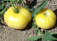 Golden Queen Tomato Seeds (Solanum lycopersicum) for a reliable harvest in the large, golden tomatoes in backyard gardens