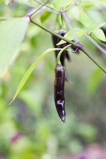 Czech Black Hot Pepper Seeds for a productive addition to the vegetable patch