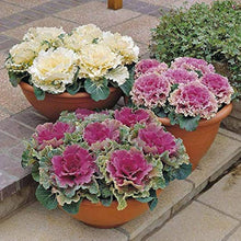 Ornamental Kale Seeds (Brassica oleracea) for growers stocking the winter garden and colorful edible landscaping