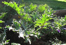 Russian Red Ragged Jack kale seeds