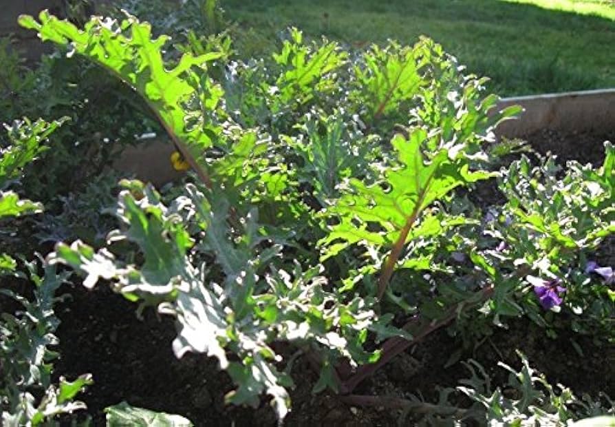 Russian Red Ragged Jack kale seeds