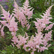 Astilbe Seeds for growers seeking a long-blooming display