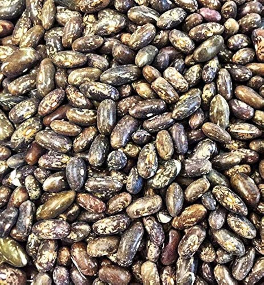 Top Crop Bean (Phaseolus vulgaris) seeds for planting in home garden