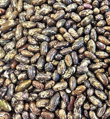 Top Crop Bean (Phaseolus vulgaris) seeds for planting in home garden