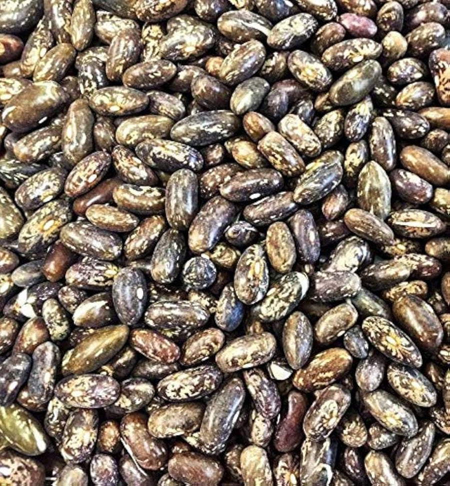 Top Crop Bean (Phaseolus vulgaris) seeds for planting in home garden