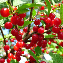 Nanking Cherry Seeds (Prunus tomentosa) for growers planting the edible gardens and backyard landscapes