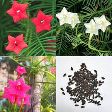 Starry Seeds for a lasting display in the Flower Urban Garden