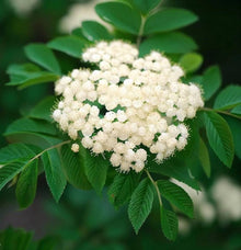 Korean Mountain Ash Sorbus Alnifolia Seeds for reliable seasonal color