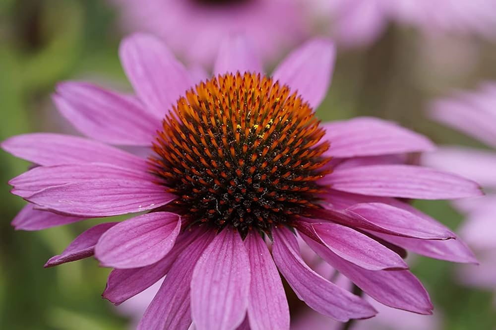 Blue echinacea purpurea flower seeds