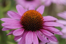 Coneflower Purple Echinacea Seeds for a colorful addition to any planting