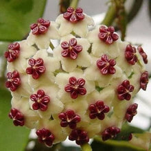 Hoya carnosa orchid ball flower seeds for planting in indoor pots or hanging planters
