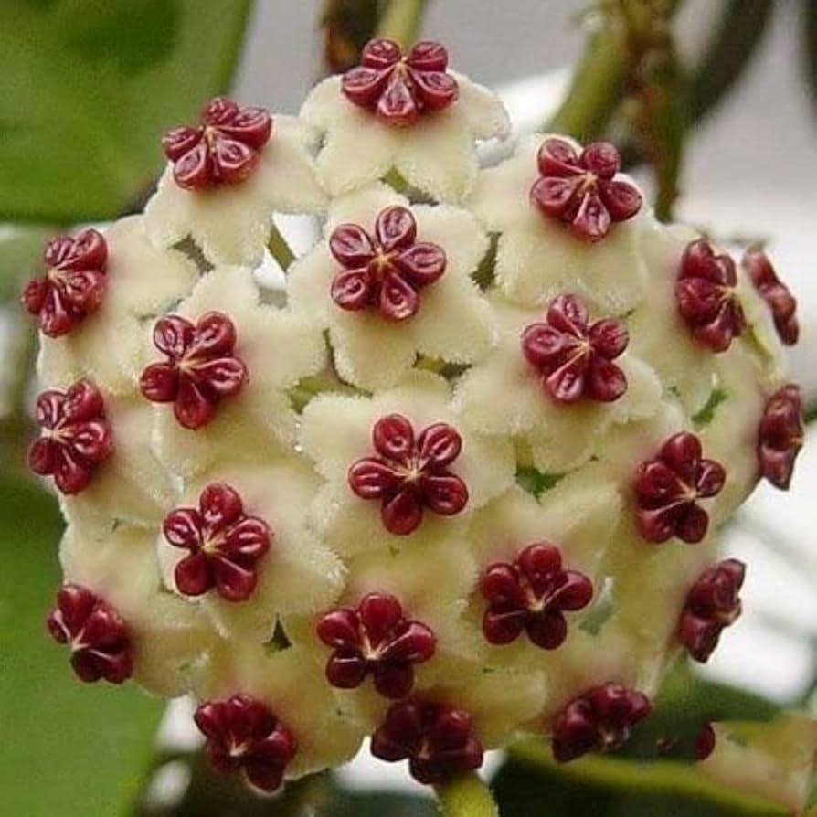 Hoya carnosa orchid ball flower seeds for planting in indoor pots or hanging planters